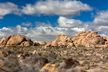 Joshua Tree Ulusal Parkı