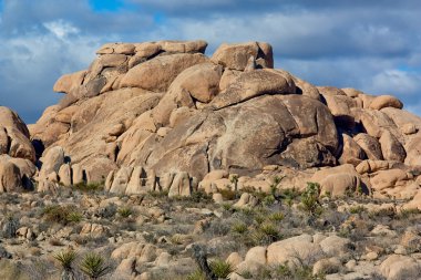 Joshua Tree Ulusal Parkı