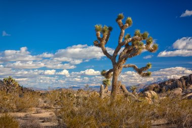 Joshua Tree Ulusal Parkı