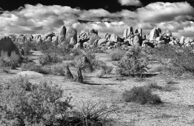 Joshua Tree Ulusal Parkı