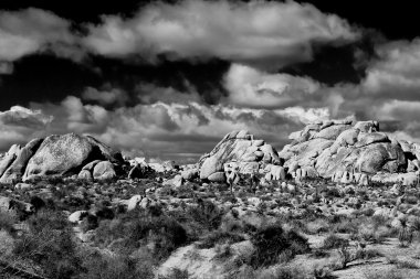 Joshua Tree Ulusal Parkı