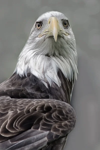 Amerikanischer Weißkopfseeadler — Stockfoto
