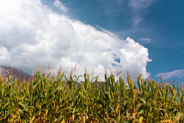 Corn in the Mountains — Stock Photo, Image