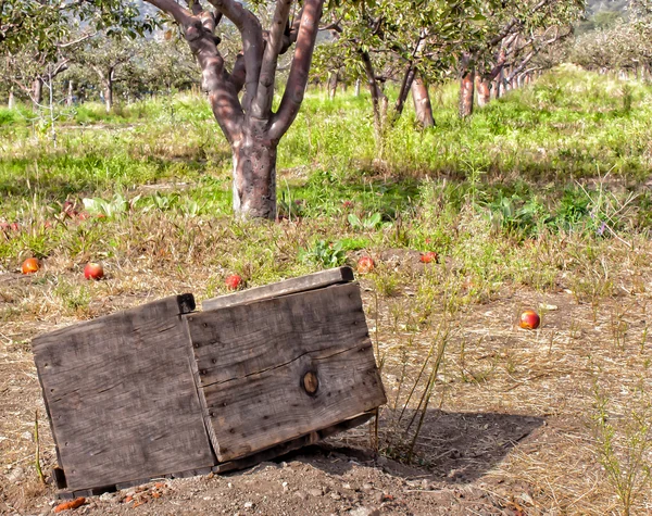 Huertos de manzana —  Fotos de Stock