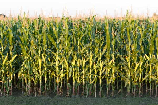 Wysokości wiersza pola kukurydzy — Zdjęcie stockowe