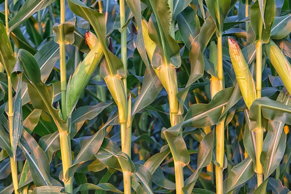Lange rij van veld maïs — Stockfoto