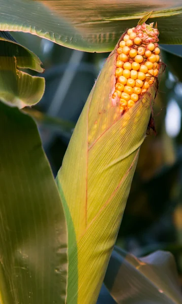 Uszkodzone kukurydzy — Zdjęcie stockowe