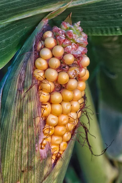 Beschadigde maïs — Stockfoto