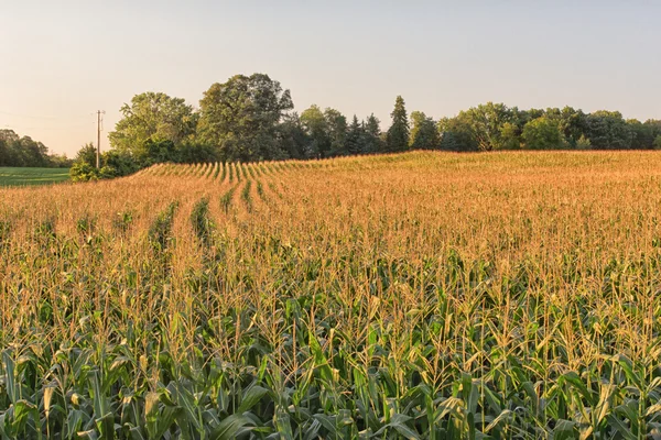 Кукурузное поле в золотом свете — стоковое фото