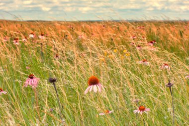 Buffalo Gap National Grassland clipart