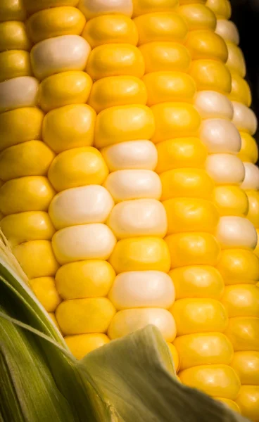 Szczelnie-do góry pyszne varigated kukurydzy cukrowej — Zdjęcie stockowe