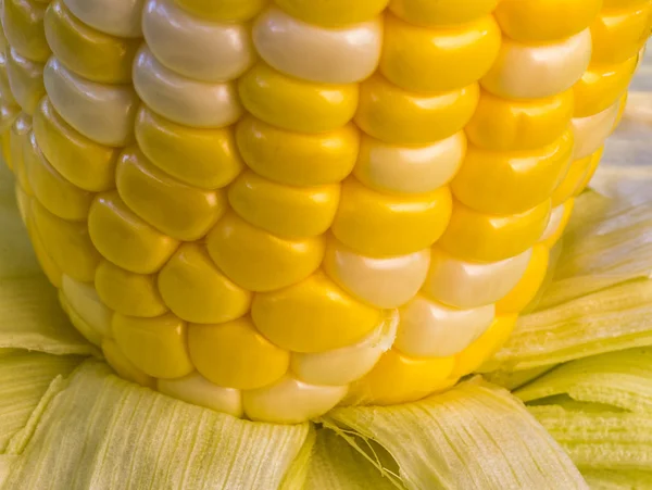 Szczelnie-do góry pyszne varigated kukurydzy cukrowej — Zdjęcie stockowe