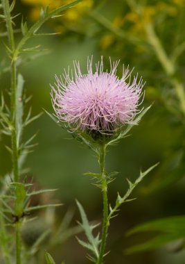 süt thistle