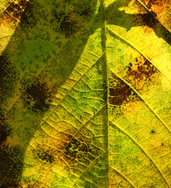 Elm Leaf Through the Sun — Stock Photo, Image