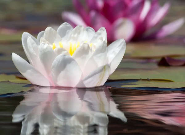 Water Lily — Stock Photo, Image