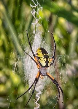 siyah ve sarı Bahçe örümcek