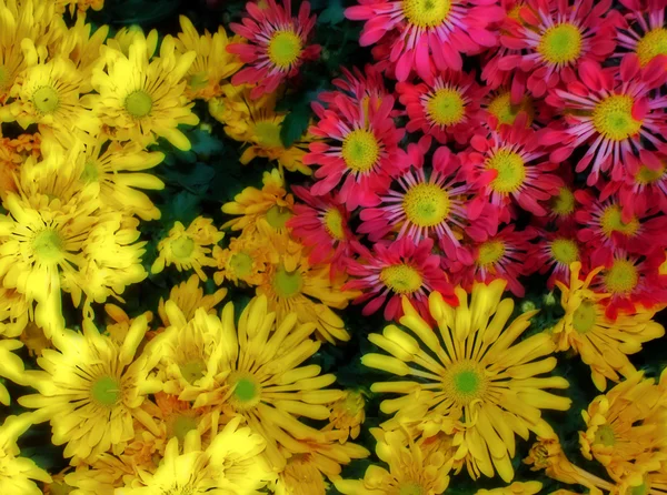 Çiçek zemin — Stok fotoğraf