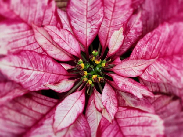 Noel Yılbaşı çiçeği — Stok fotoğraf