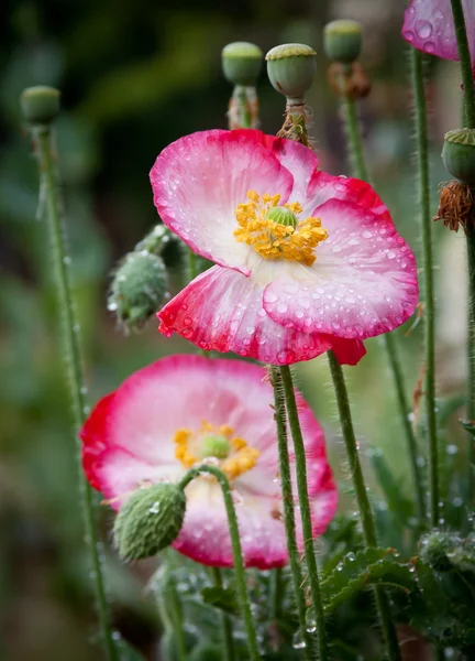 在雨中的罂粟花 — 图库照片