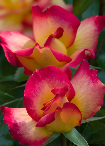 Warm Variegated Roses — Stock Photo, Image