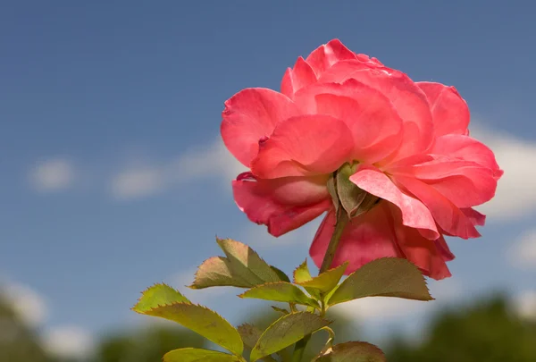 单-舍伯特玫瑰 — 图库照片
