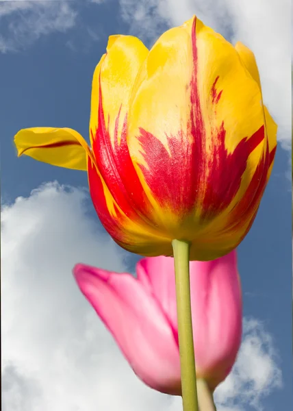 Два тюльпана — стоковое фото