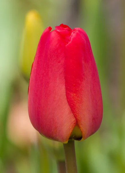 Tulip merah tunggal — Stok Foto