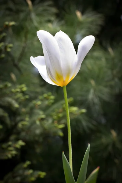 Одиночный белый тюльпан — стоковое фото