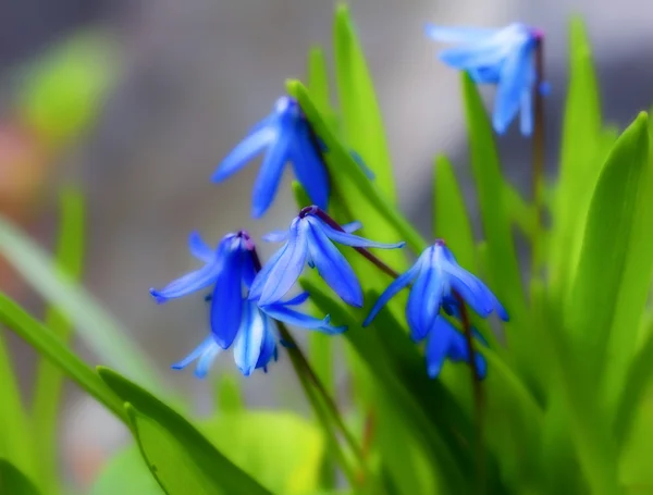 stock image Emerald Blue Creeping Phlox