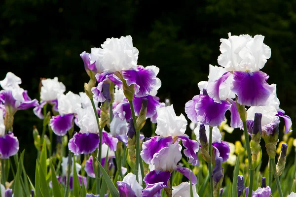 Field of Iris — Stock Photo, Image