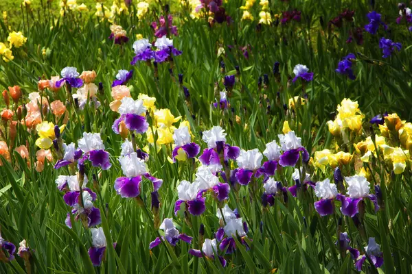 Field of Iris — Stock Photo, Image