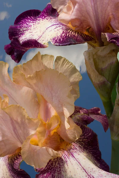 Twee paarse iris — Stockfoto