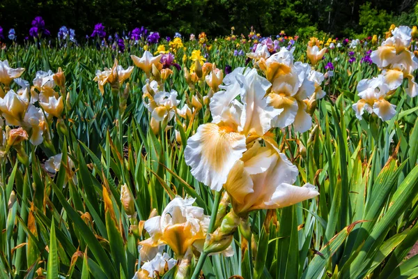 Pole Iris — Zdjęcie stockowe