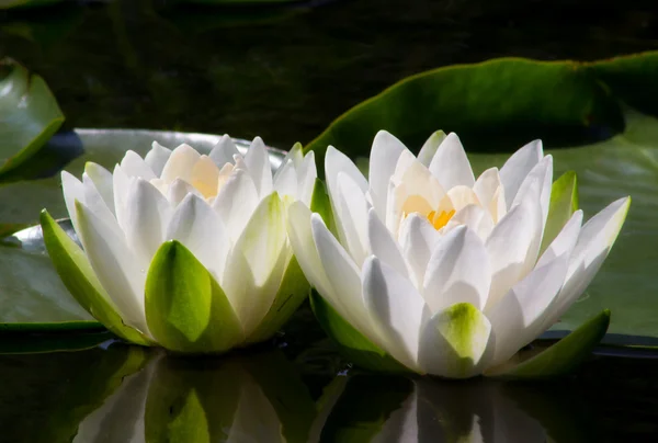 Two Water Lilly Flowers — Stock Photo, Image