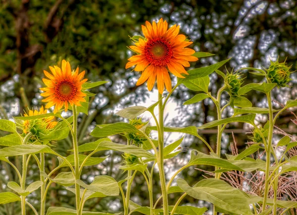 Flori de soare — Fotografie, imagine de stoc