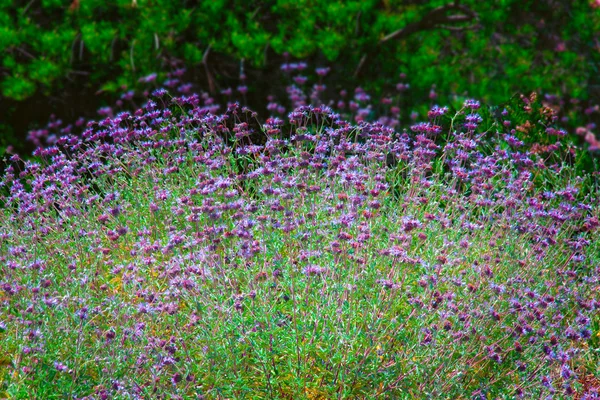 Feld der lila Schwarzwurzeln — Stockfoto