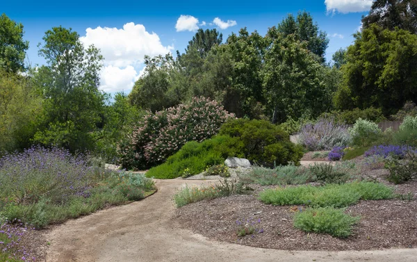 Rancho santa ana botaniska trädgård — Stockfoto