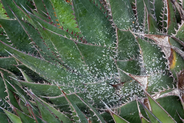 Prickly Cactus After Rain — Stock Photo, Image