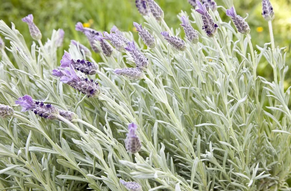 stock image Blooming Lavender - Lavandula dentata