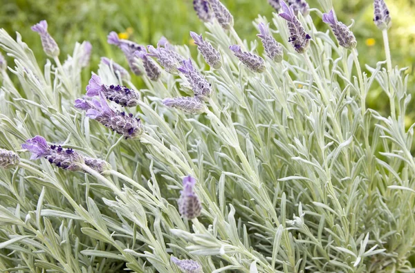 çiçek açan lavanta - lavandula dentata