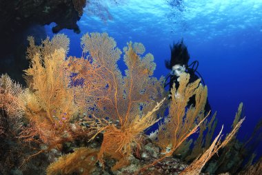 Gorgonian Sea Fan Anella mollis and Female Diver clipart