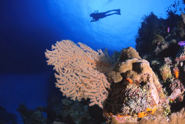 潜水员以上柳珊瑚海风扇 — 图库照片