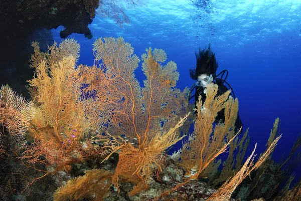Gorgonian Sea Fan Anella mollis e Mergulhador Feminino — Fotografia de Stock
