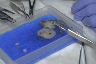 Mavi halkalı ahtapot; cins Hapalochlaena