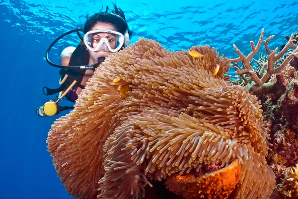 Kobiet diver i różowy anemonefish — Zdjęcie stockowe