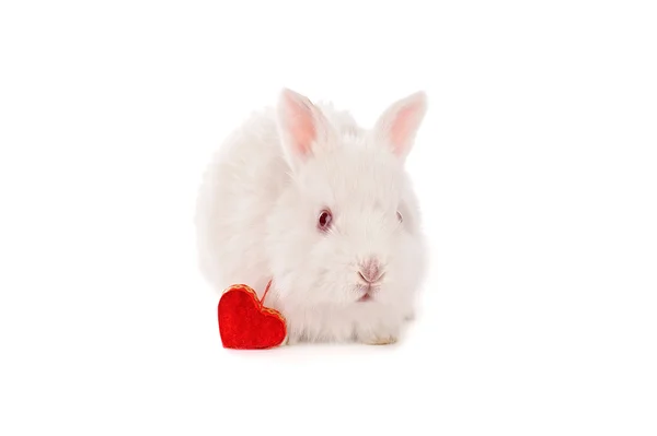 White baby rabbit and heart — Stock Photo, Image