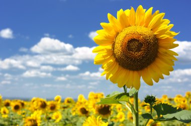 Sunflower field clipart