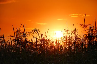 Sunset in cornfield clipart