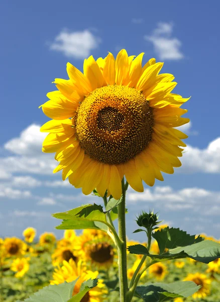 Stock image Sunflower field