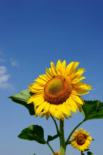 stock image One big sunflower